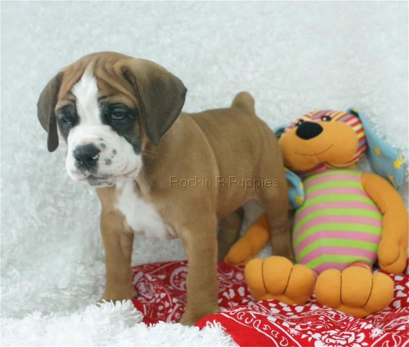 Maxwell Beabull Bull Rockin R Puppies